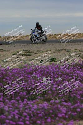 media/Jan-14-2023-SoCal Trackdays (Sat) [[497694156f]]/Turn 14 Exit Bloomig (145pm)/